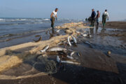 Knochenfische-Fangen an der Küste von Gilan