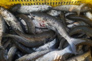 ۶ هزار تن ماهی در کردستان تولید شد