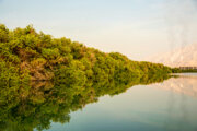 El bosque de Avicennia Marina “Asaluye” en Nayband