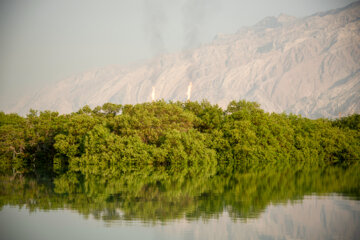 جنگل Les forêts iraniennes de Hara, une biosphère clé et une zone humide protégée