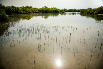 Les forêts iraniennes de Hara, une biosphère clé et une zone humide protégée