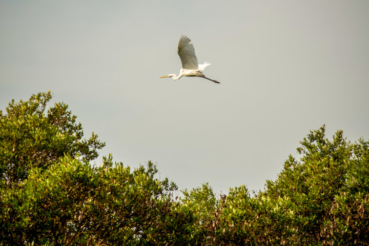جنگلهای حَرّا «سبزهای آبی» نگین خلیجفارس زیباترین جاذبه گردشگری قشم