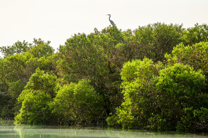 جنگلهای حَرّا «سبزهای آبی» نگین خلیجفارس زیباترین جاذبه گردشگری قشم