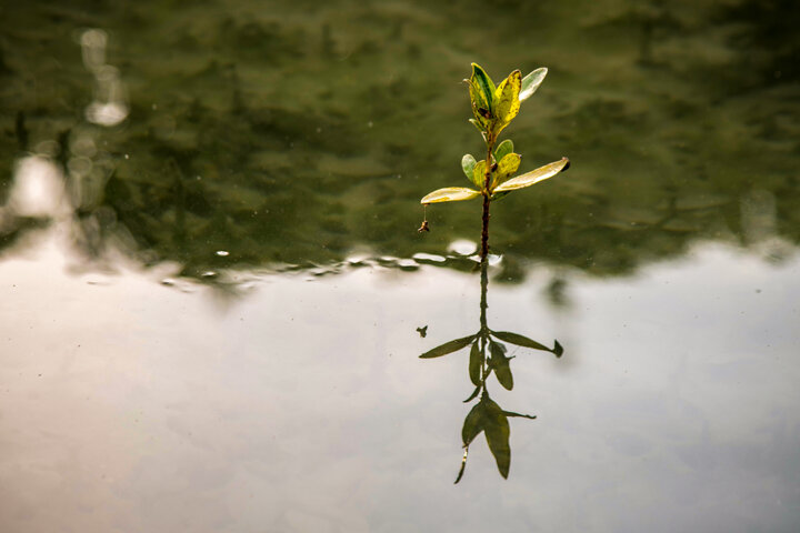 جنگلهای حَرّا «سبزهای آبی» نگین خلیجفارس زیباترین جاذبه گردشگری قشم