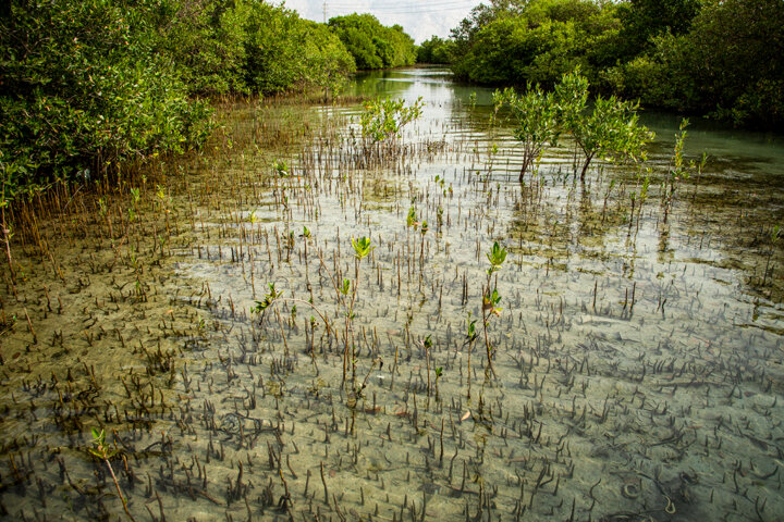 جنگلهای حَرّا «سبزهای آبی» نگین خلیجفارس زیباترین جاذبه گردشگری قشم