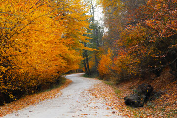 Les couleurs de l’automne au nord de l’Iran 