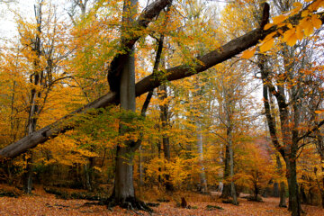 Les couleurs de l’automne au nord de l’Iran 