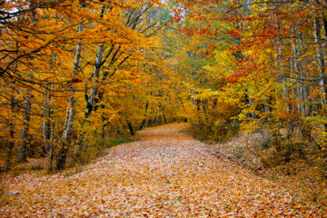 Les couleurs de l’automne au nord de l’Iran 