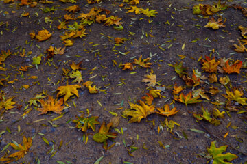 Ispahan, aux couleurs de l’automne 