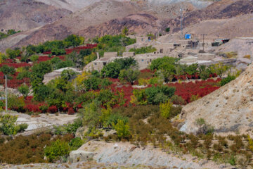 برداشت زرشک از باغات بیرجند