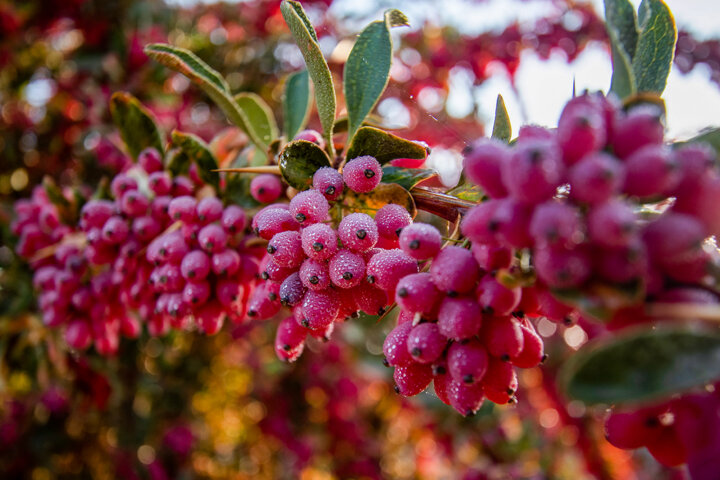 زرشک؛ نگین سرخ سفرههای ایرانی