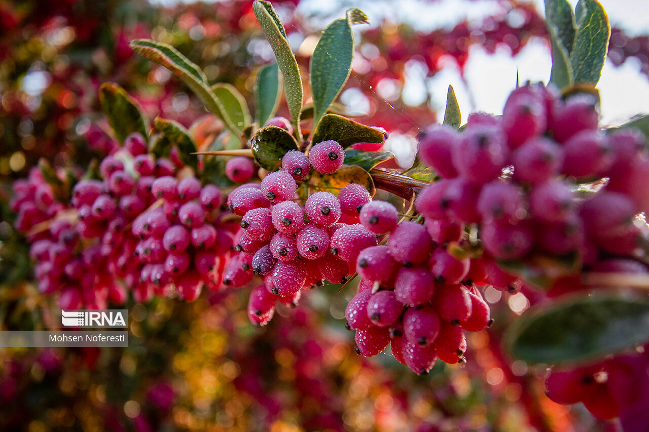 ثبت اختراع سرکه زرشک برای پاکسازی کبد و کاهش قند خون ثبت اختراع سرکه زرشک برای پاکسازی کبد و کاهش قند خون