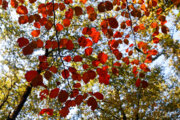 Derniers rougeoiements de l’automne dans des forêts hyrcaniennes au nord de l’Iran