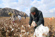 Baumwollernte in Süd-Khorasan