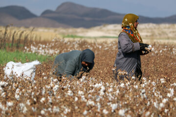 Recolección de algodón en el noreste de Irán