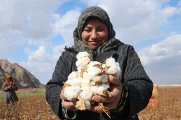 La saison de récolte du coton dans la province du Khorasan du Sud