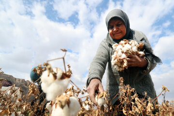 La saison de récolte du coton dans la province du Khorasan du Sud