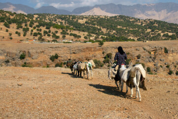 نوای چشمه