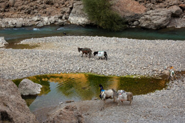 نوای چشمه