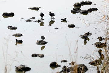 Les oiseaux de la zone humide de Zaribar