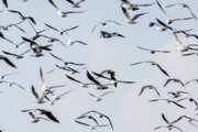 ۳۵ هزار بال پرنده در منابع آبی نقده سرشماری شد 