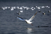 Aves migratorias llegan al lago de Shohaday-e Jaliy-e Fars (Mártires del Golfo Pérsico) en Teherán
