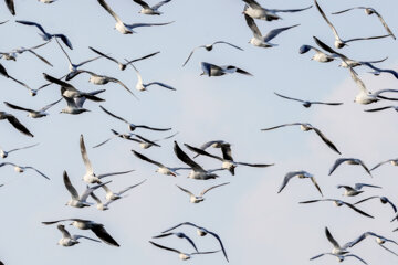 Les oiseaux du lak des Martyrs du golfe Persique, une richesse à protéger