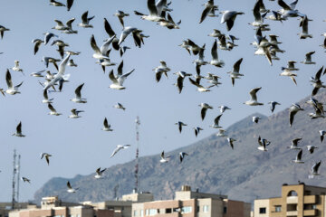 Les oiseaux du lak des Martyrs du golfe Persique, une richesse à protéger