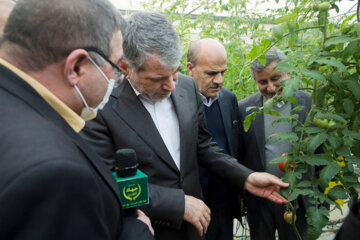 بازدید «سیدجواد ساداتی‌نژاد» وزیر جهادکشاورزی از 
پروژه گلخانه ای شهرک صنعتی علی آباد کتول 