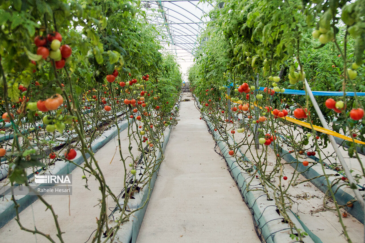 رشد سهم دانشبنیانها در صنعت هستهای 3 رشد سهم دانشبنیانها در صنعت هستهای+فیلم