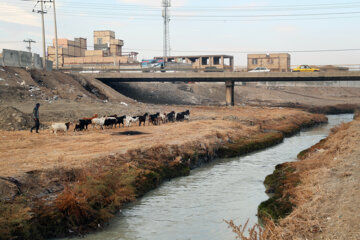 آلودگی «کشف رود» در مشهد