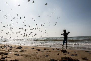 فیلم / پرواز مرغان دریایی بر فراز ساحل بندرگناوه 