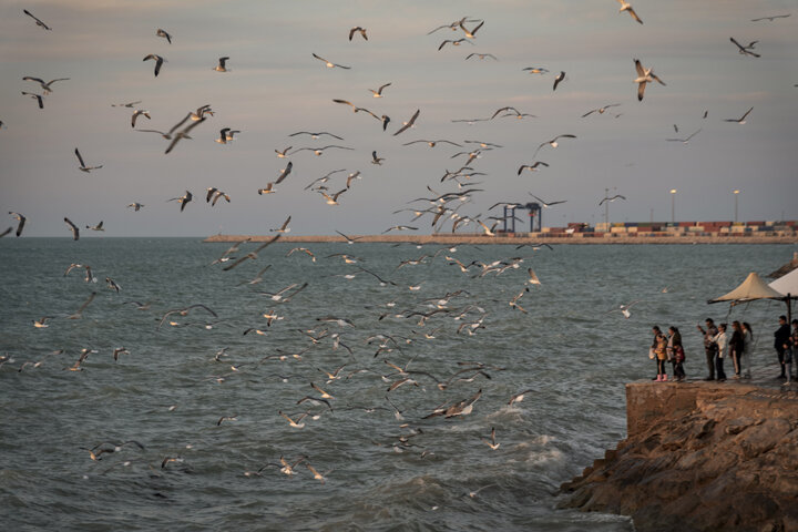 آغاز مهاجرت فلامینگوها به بختگان فارس؛ آمادگی برای مقابله با آنفلوانزای پرندگان
