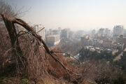 کیفیت هوای تهران ناسالم/ وضعیت رو به بهبود است