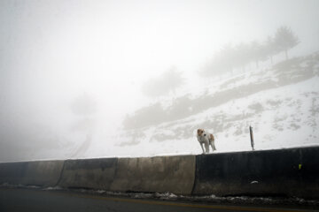 Teherán se viste de blanco por la nieve