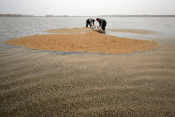  Alimentación de aves en el humedal de Hur al-Azim