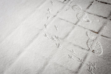 پرسه در برف