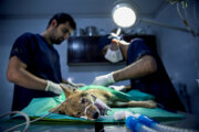 سازمان دامپزشکی: مصوبه محدود کردن مراکز درمانی حیوانات خانگی لغو شود