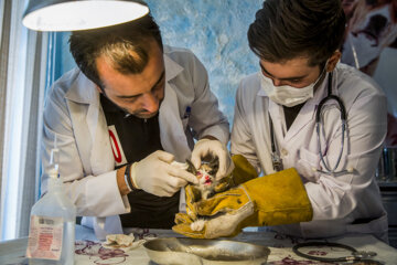 Hospital de animales en Kermanshah 
