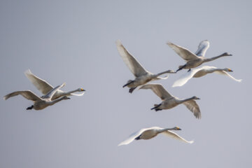 Migración de cisnes al humedal de Sorjrud 