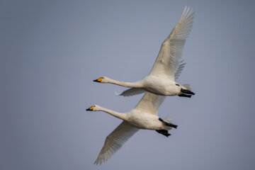 Migración de cisnes al humedal de Sorjrud 