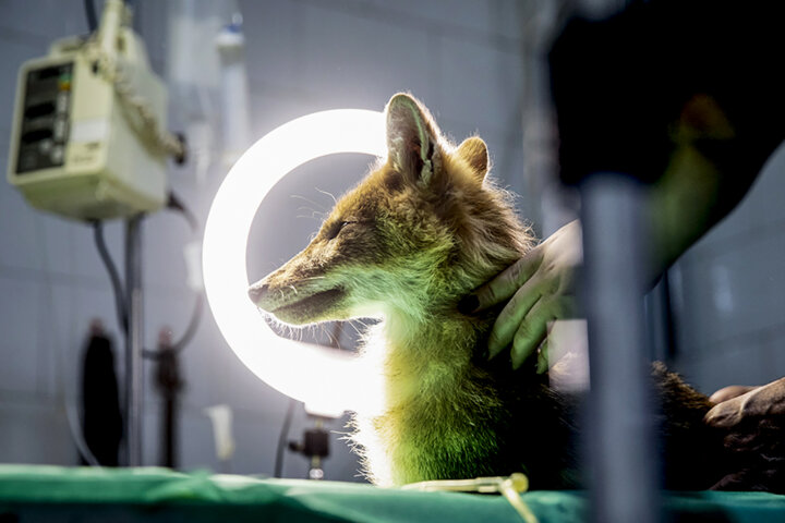 چرا نهنگها کمتر به سرطان مبتلا میشوند 1 راهی به درون اسرار پزشکی/چرا نهنگها کمتر به سرطان مبتلا میشوند