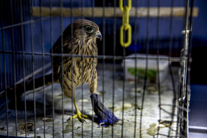 تولید مازاد گوشت مرغ و تخم مرغ سبب افت قیمت در بازار شدهاست