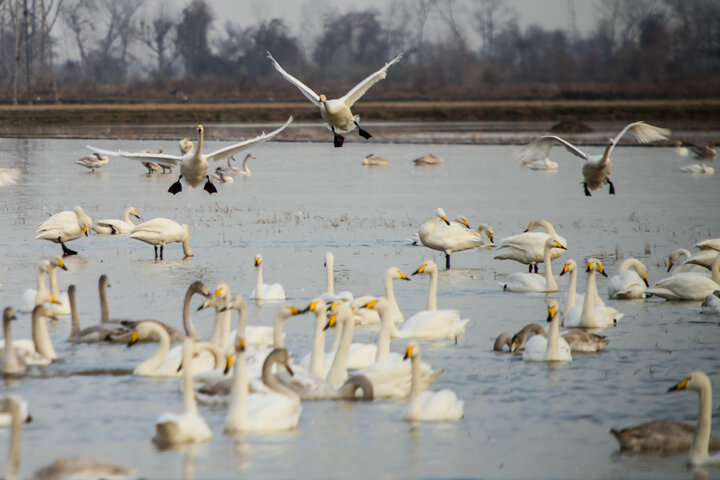 جمع شدن بازار فروش پرندگان مهاجر فریدونکنار/گام محیطزیستی دیگری از دولت سیزدهم