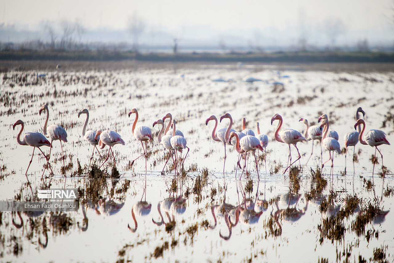 پرندگان مهاجر در تله خشکسالی خراسان‌شمالی