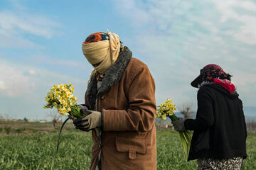 Recolección de narcisos en el norte de Irán 
