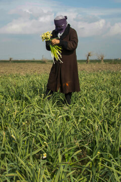 Recolección de narcisos en el norte de Irán 
