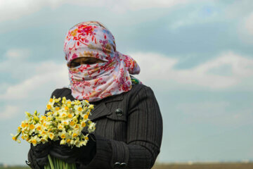 Recolección de narcisos en el norte de Irán 
