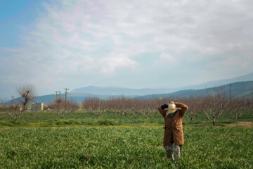 Recolección de narcisos en el norte de Irán 
