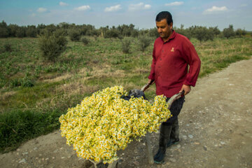 Recolección de narcisos en el norte de Irán 
